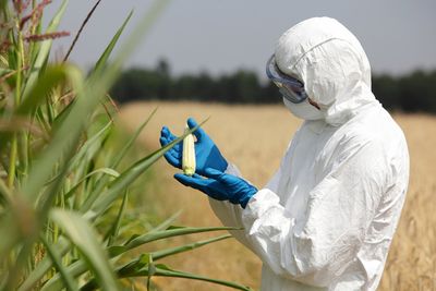 biotechnology engineer examining immature corn cob on field