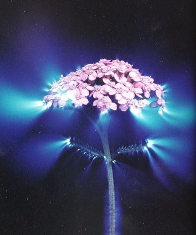 Kirlian flower 1