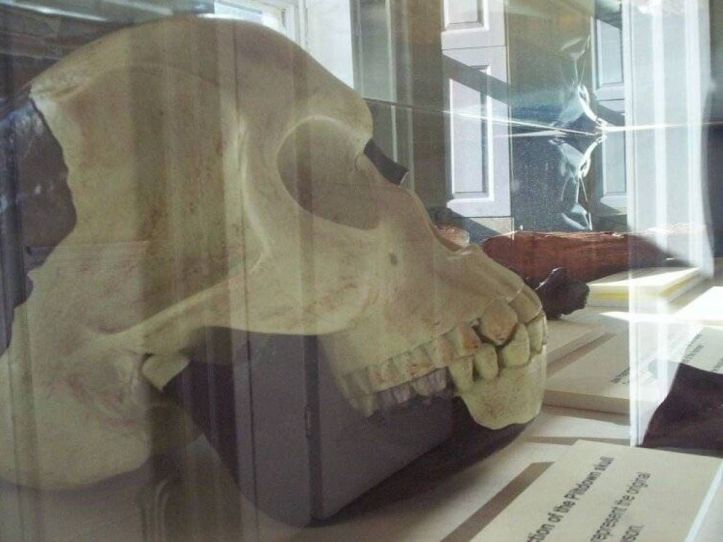 Crâne de l_homme de Piltdown - British Museum