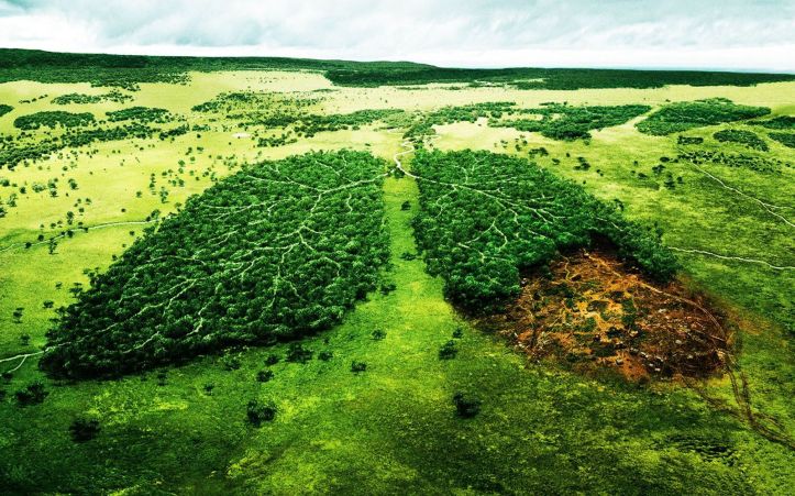 Déforestation poumons