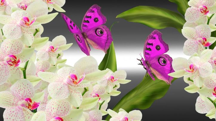 Orchidées papillons