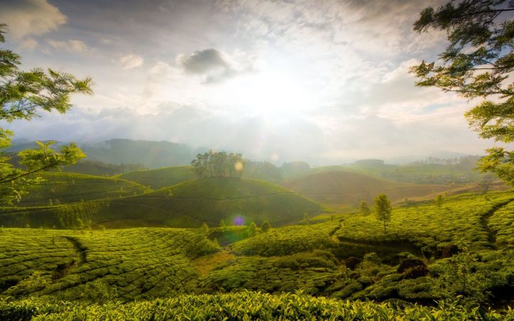 Munnar Hills Kerala India - Inde