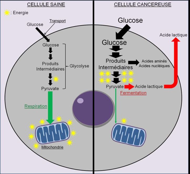 Glucose - Calories - Cancer - 2