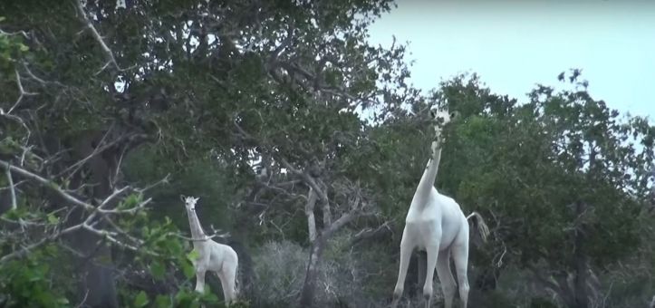 White Giraffes of Kenya - Giraffes blanches - Kenya - 1