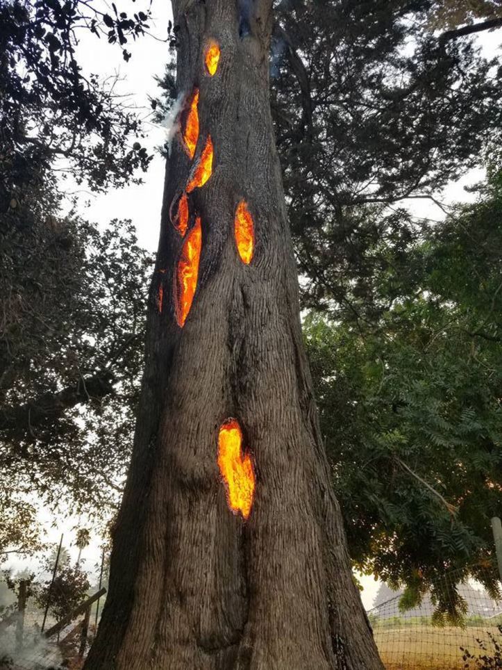 Arbre en feu - Tree fire - 1