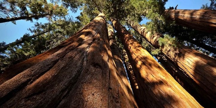Giant Sequoia National Monument - 1