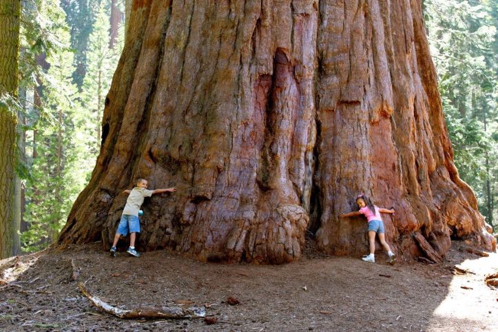 Giant Sequoia National Monument - 2