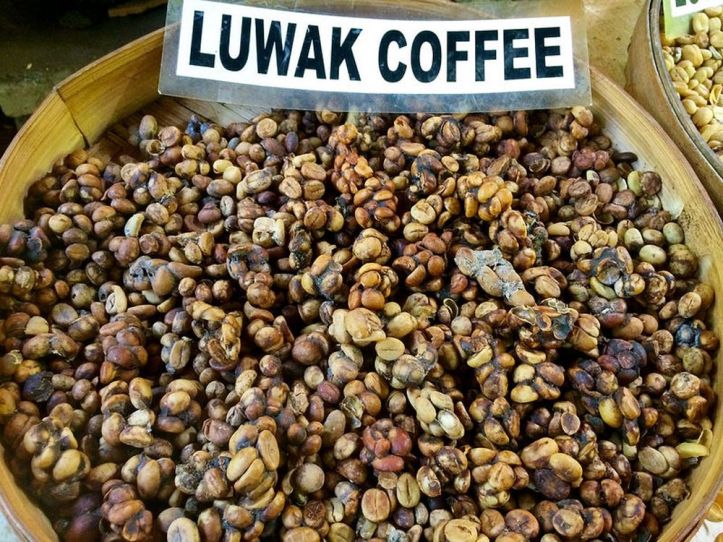 Kopi Luwak - Excrements - Café - 3