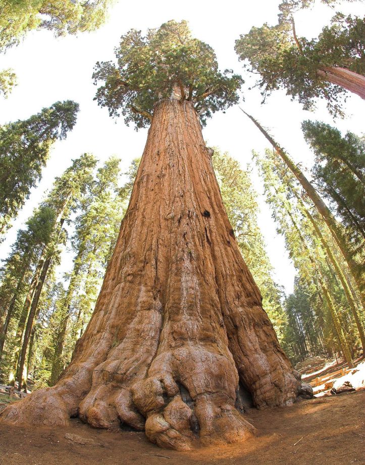 Séquoias Géants - 1