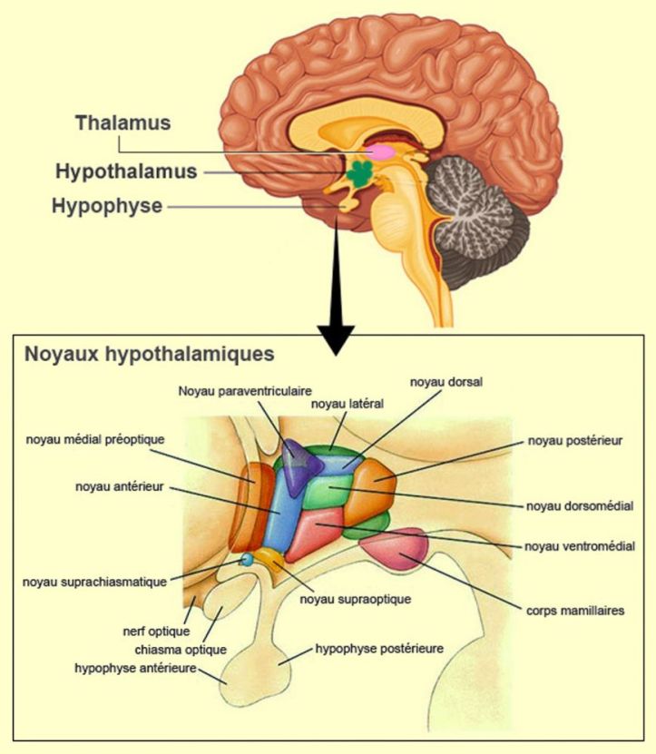 Système endocrinien et hormonal - 3