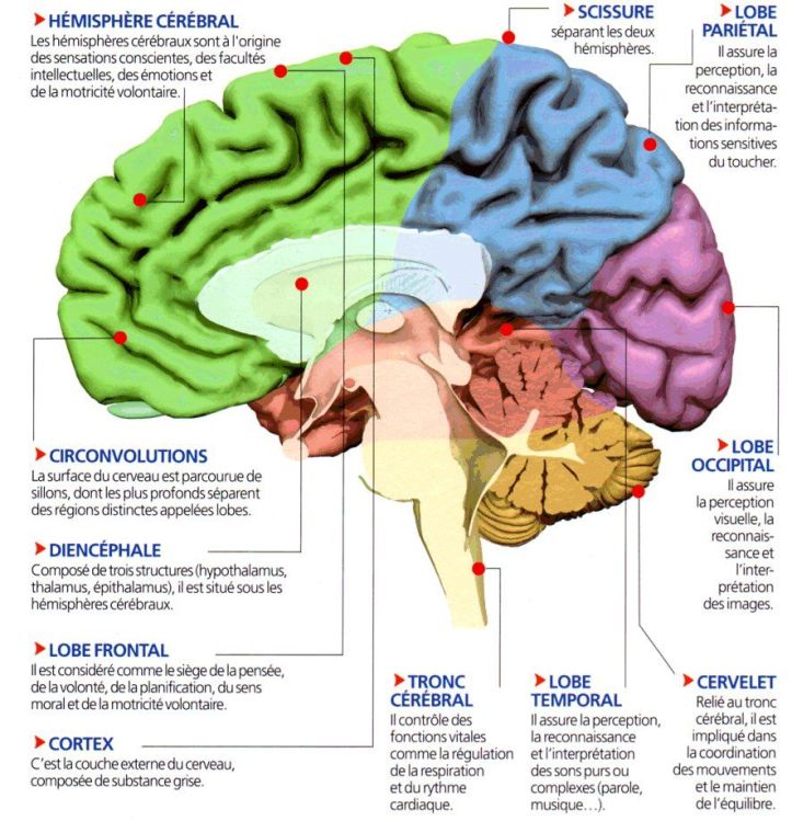 Cerveau - Lobes frontaux