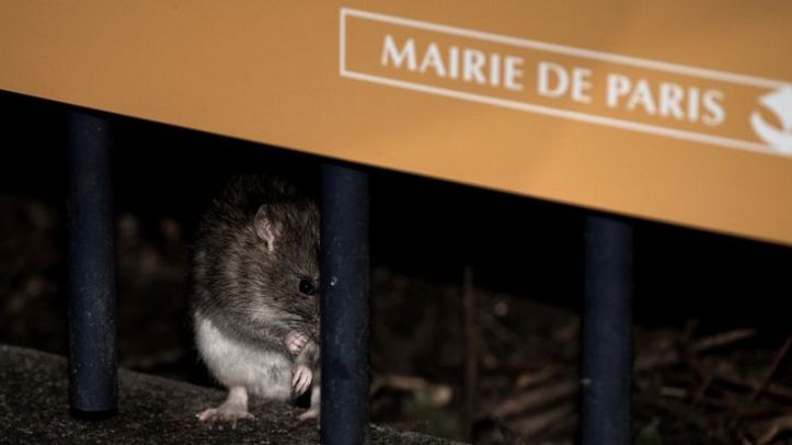 Rats - Paris