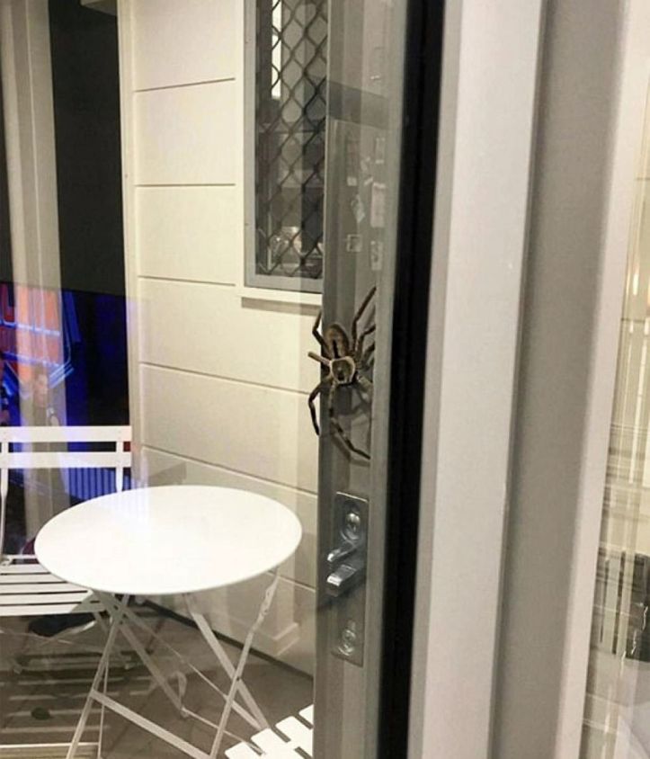 Araignée - Aragog – Australie - 1
