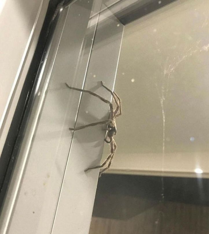 Araignée - Aragog – Australie - 3