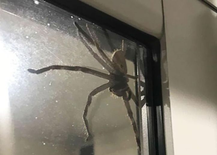 Araignée - Aragog – Australie - 4