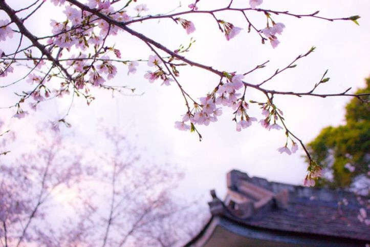 Japon-Cerisiers-en-fleurs - 1