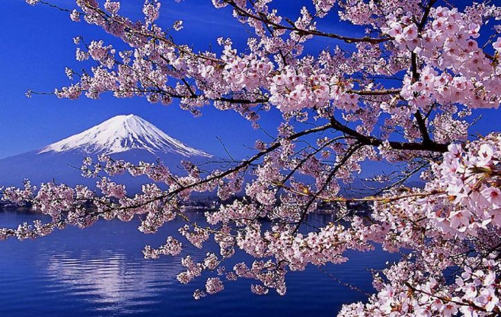 Japon-Cerisiers-en-fleurs - 2