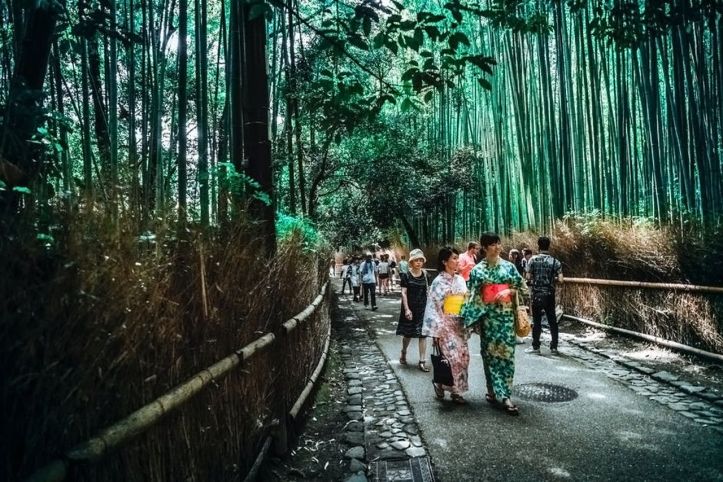 Japon - Jardin - Forêt