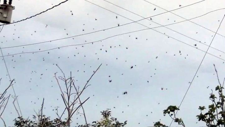 Pluie d'araignées – Spider rain – Brésil - 1