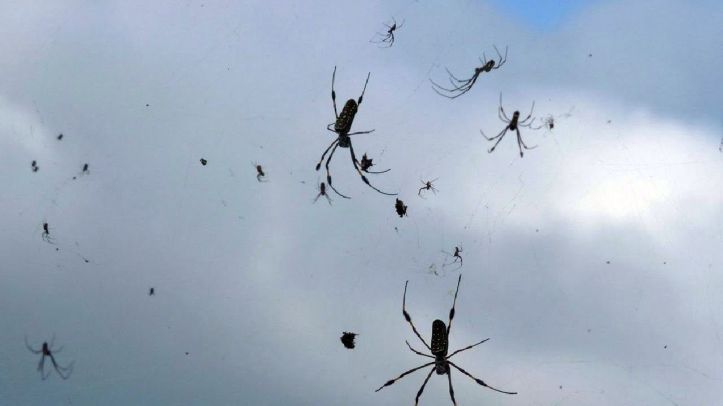 Pluie d'araignées – Spider rain – Brésil - 2