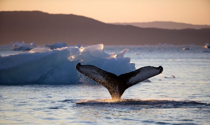 Baleines boréales - 1