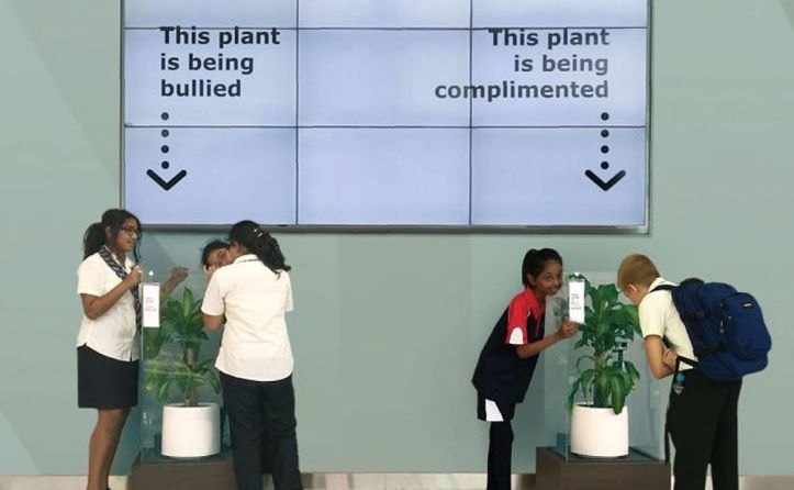 Bully a Plant - 1