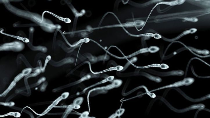 Spermatozoïdes - 1