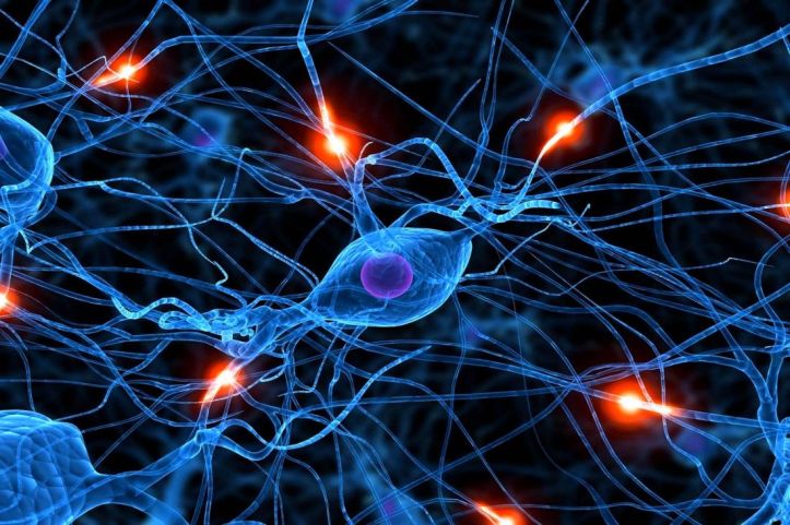 Neurone- Synapse- Cerveau