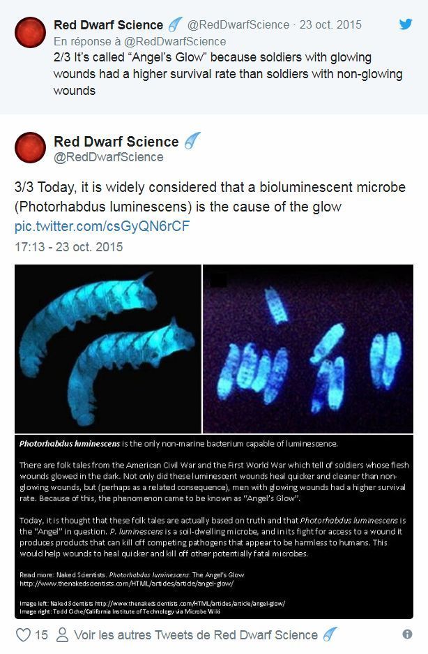 Bactérie bioluminescente