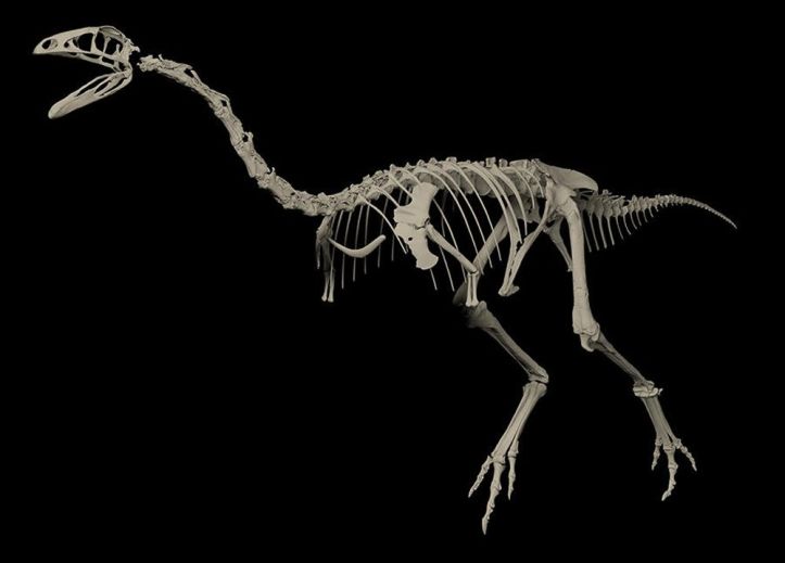 Ornithomimosaures