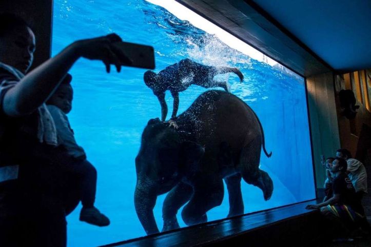 Éléphant – Aquarium – Thaïlande - 1