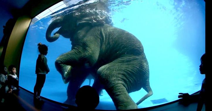 Éléphant – Aquarium – Thaïlande - 2