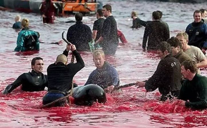 Danemark – Massacre dauphins - 1