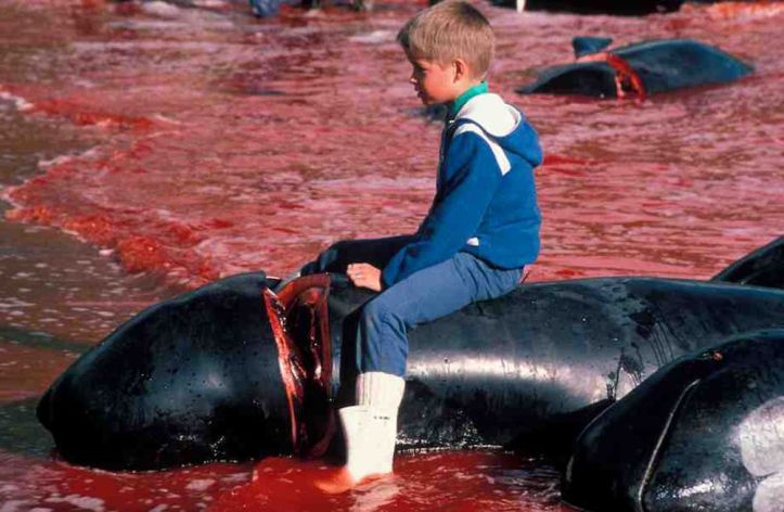 Danemark – Massacre dauphins - 2