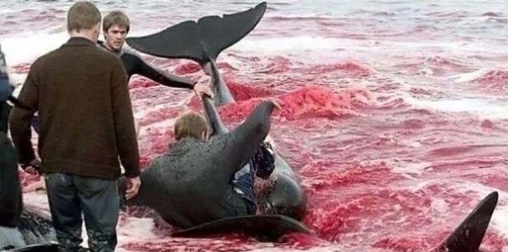 Danemark – Massacre dauphins - 3