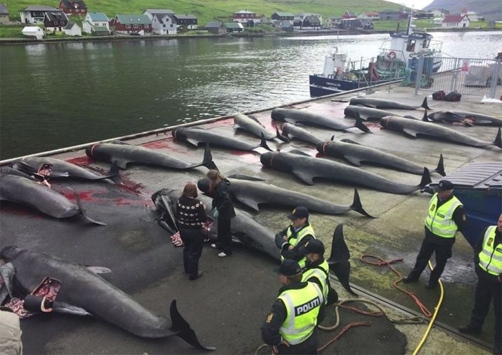 Danemark – Massacre dauphins - 4