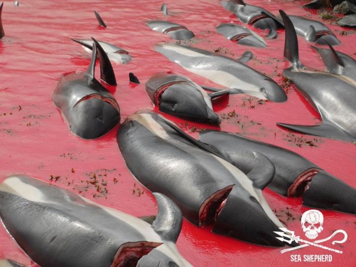 Danemark – Massacre dauphins - 5