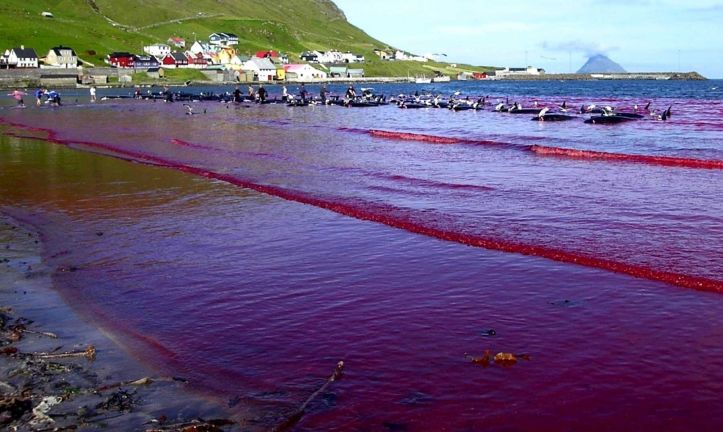 Danemark – Massacre dauphins - A