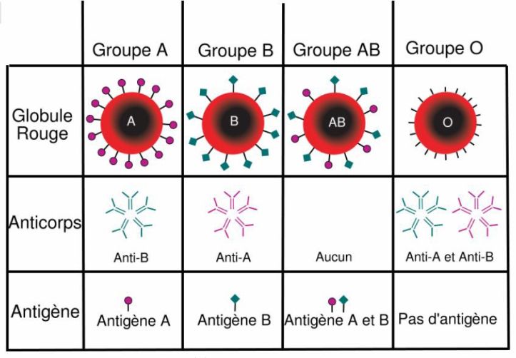 Groupes sanguins - 1