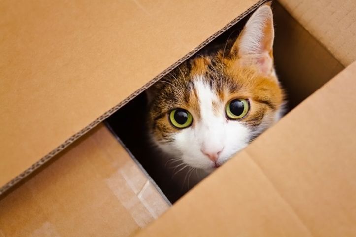 Cat - Boite en carton