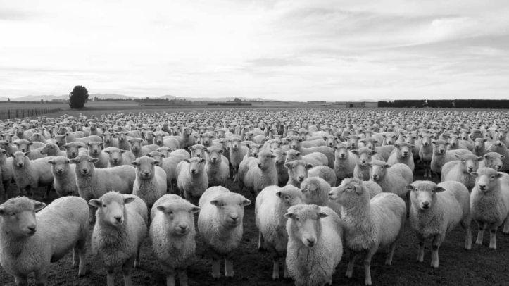 Troupeau - moutons