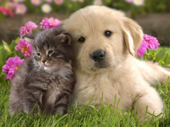 Chatons – Chiots – 1