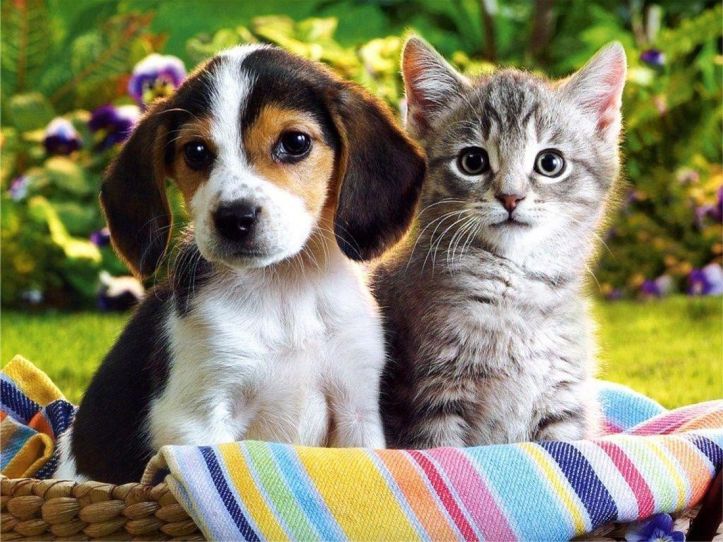 Chatons – Chiots – 2