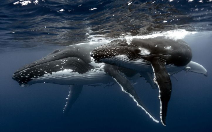 baleines à bosse - 3