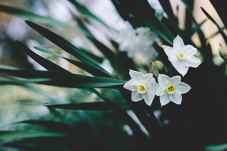 narcisse - fleur