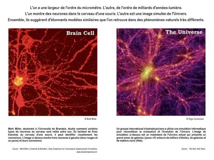 Comparatif - Cerveau - Univers