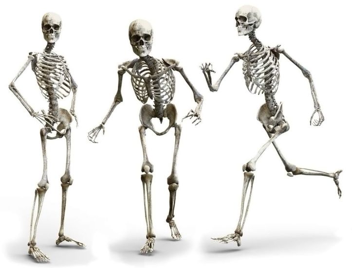 Squelette - 3