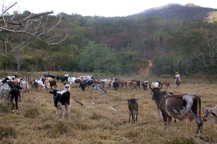 Vache – Amazonie - 3