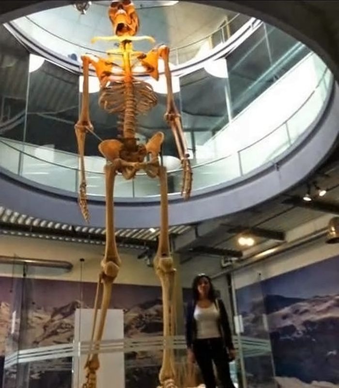 Squelette – Géant - 2