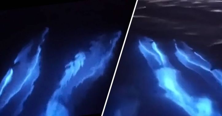 Dauphins - Vagues bioluminescentes